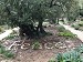 2019 Jerusalem Garden of Gethsemane